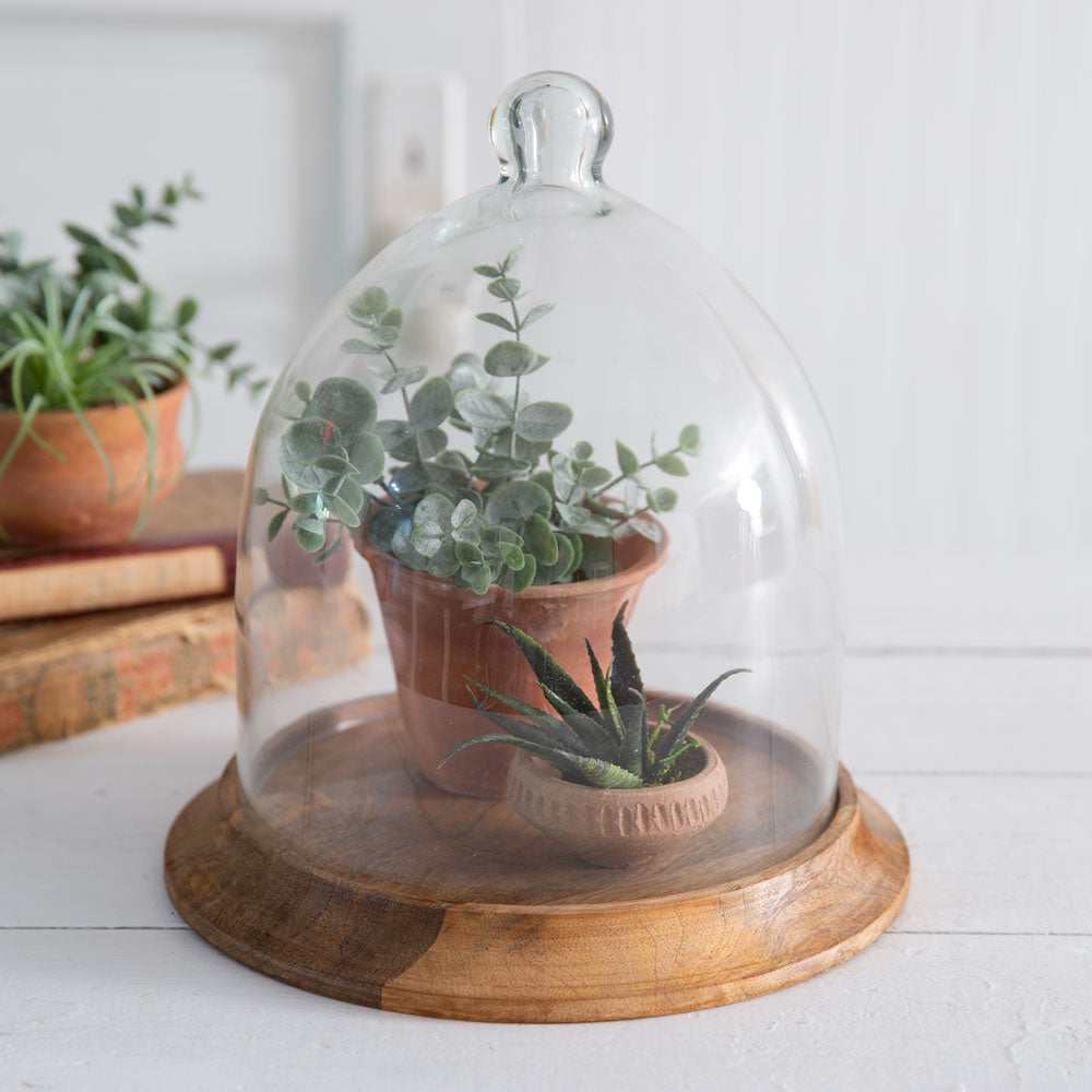 Small Glass Bell Shaped Cloche with Wood Base